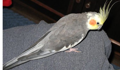 Помогите найти ПОПУГАЯ Корелла  в районе Чайсовхоза