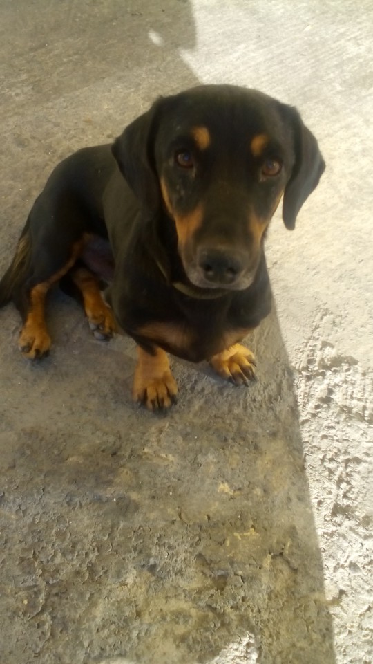 найдена такса