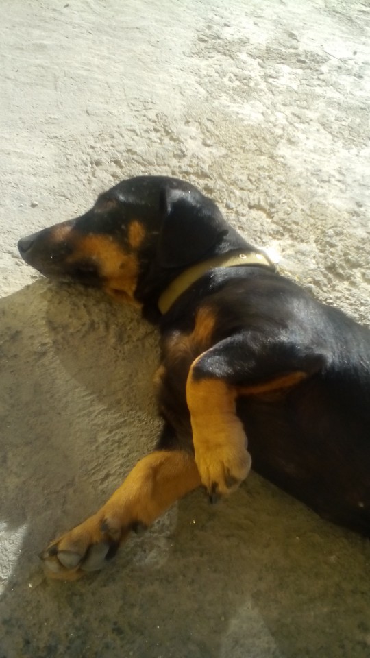 найдена такса