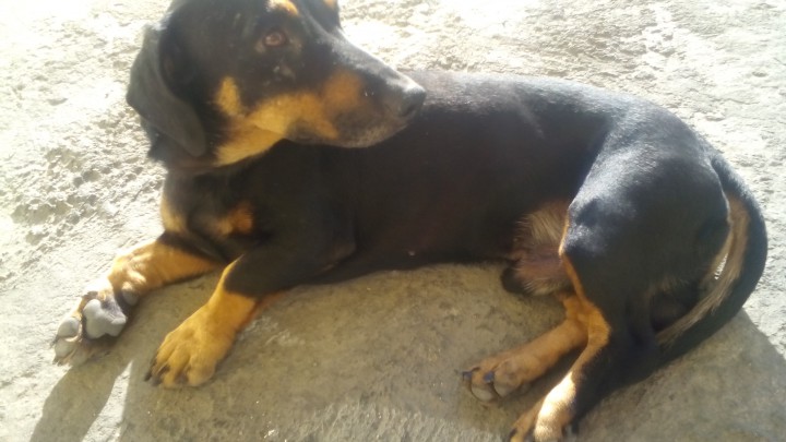 найдена такса