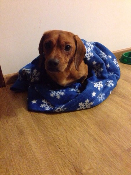 Найдена такса (отдам новому или старому хозяину)