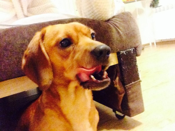 Таксу в добрые руки