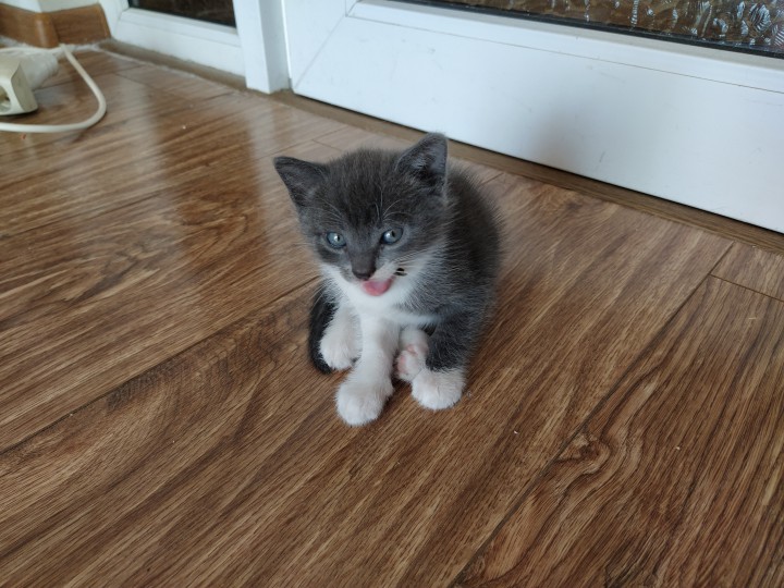 Отдам котят