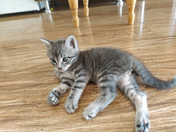 Отдам котят