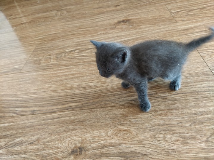 Отдам котят