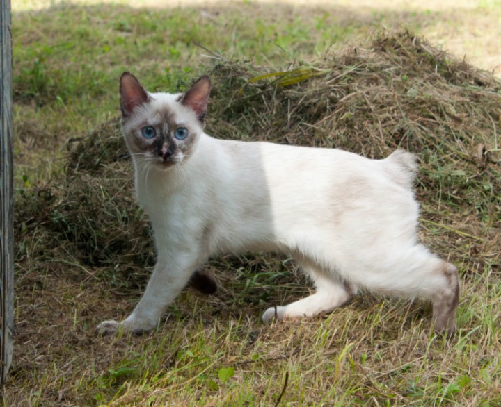 ПРОПАЛА КОШКА БЕЗ ХВОСТА