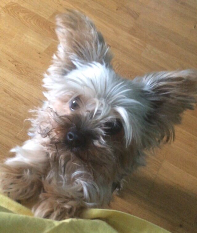 ПРОПАЛ ЙОРК! Пожалуйста, помогите найти!