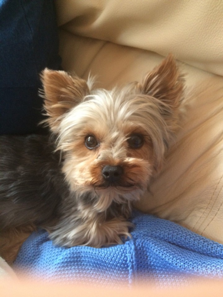 ПРОПАЛ ЙОРК! Пожалуйста, помогите найти!