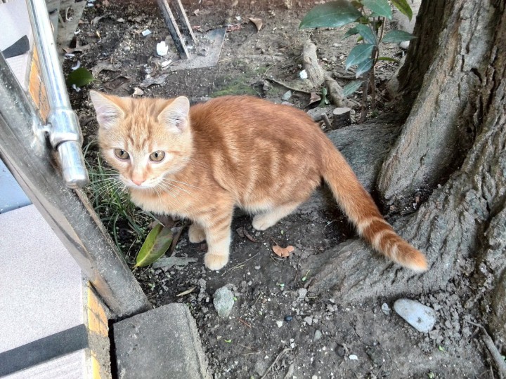 Рыжий котенок в добрые руки