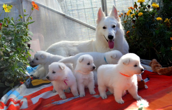 Щенки Белой Швейцарской Овчарки.