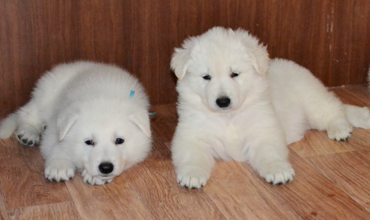Щенки Белой Швейцарской Овчарки.