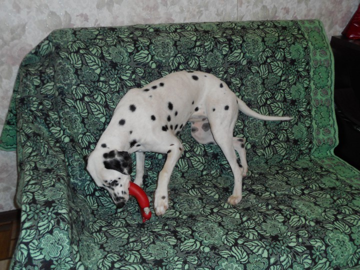 В хорошие руки отдам далматина 