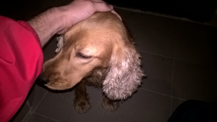 Нашлась собака Спаниель