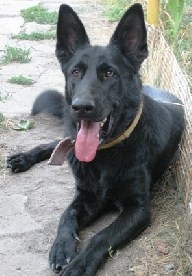 Пропала собака