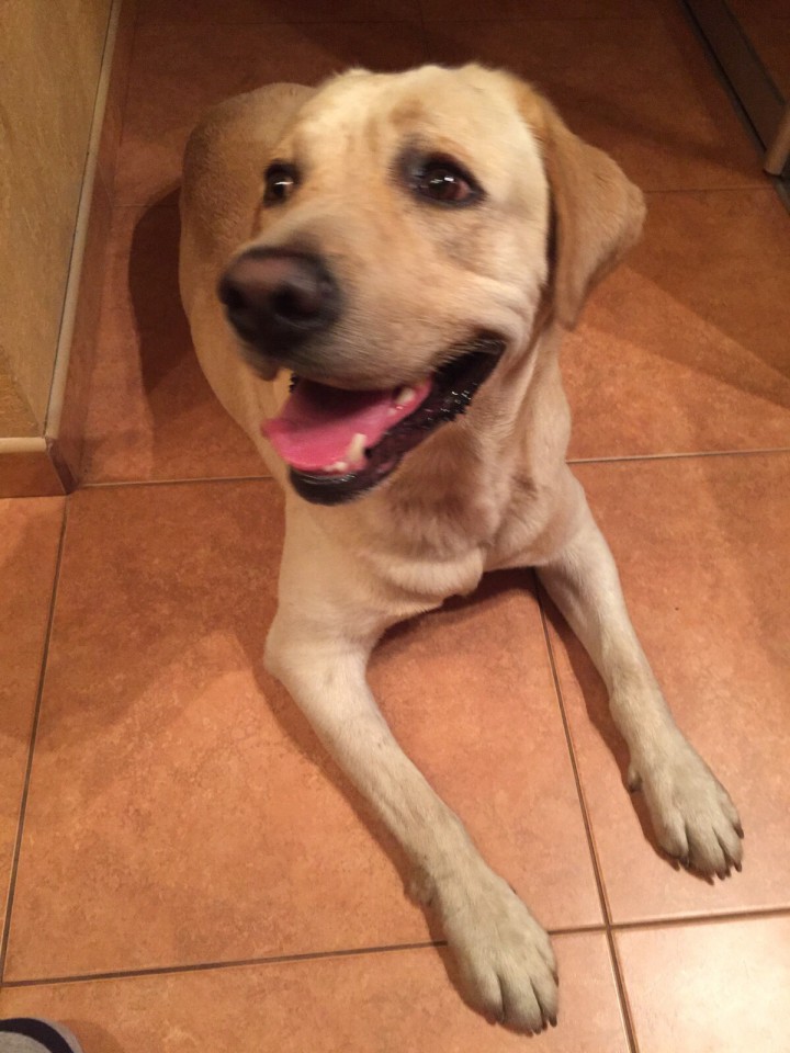 Нашли собаку