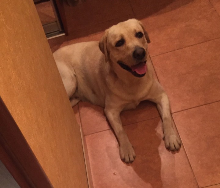 Нашли собаку