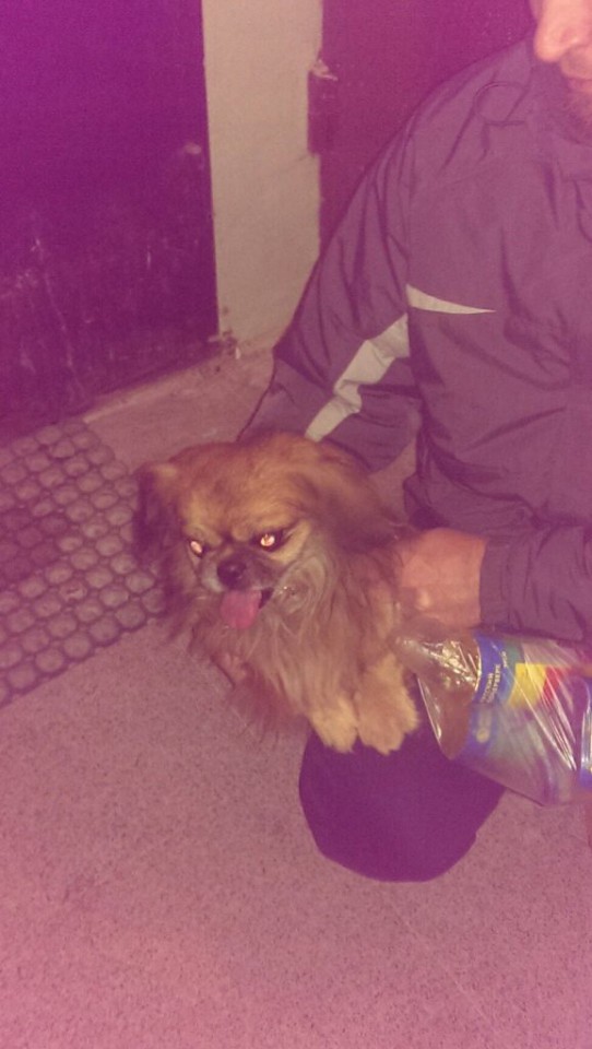 Ищем хозяина