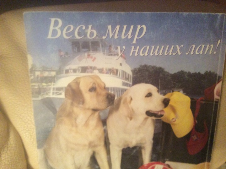 Отпустите лабрадора