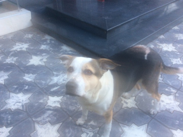 Ищем хозяина для собаки