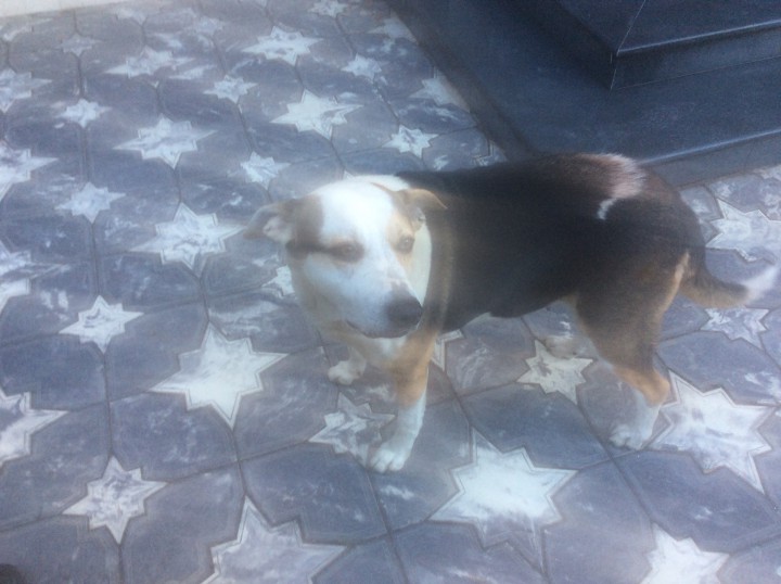 Ищем хозяина для собаки