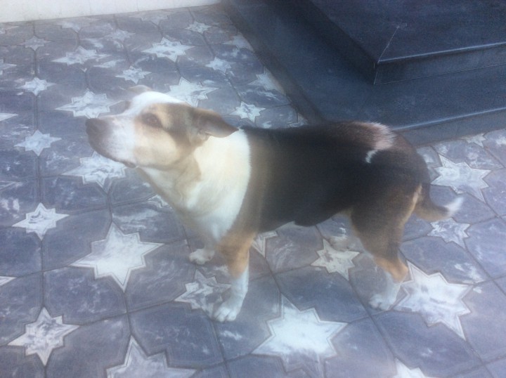 Ищем хозяина для собаки