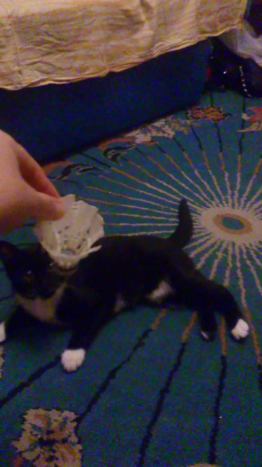 Пропала кошка