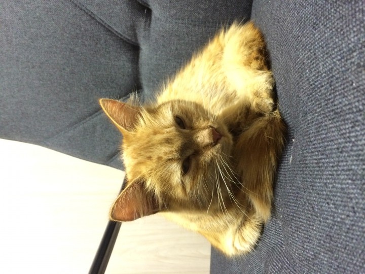 Найдена кошка