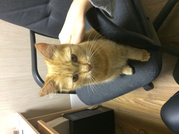 Найдена кошка