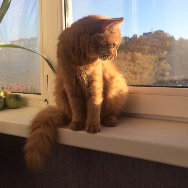 КОШКА  в добрые руки