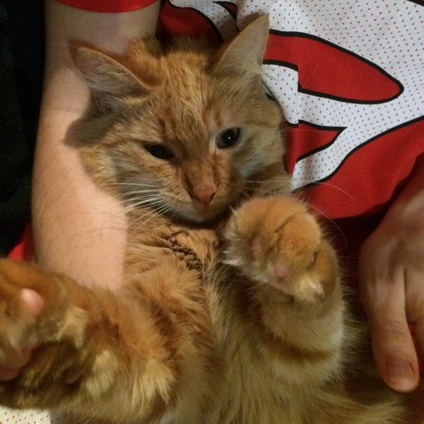 КОШКА  в добрые руки