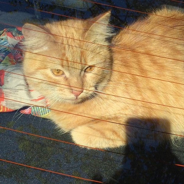 КОШКА  в добрые руки