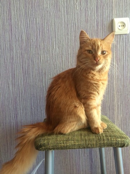 КОШКА  в добрые руки