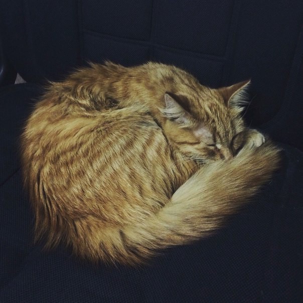 КОШКА  в добрые руки