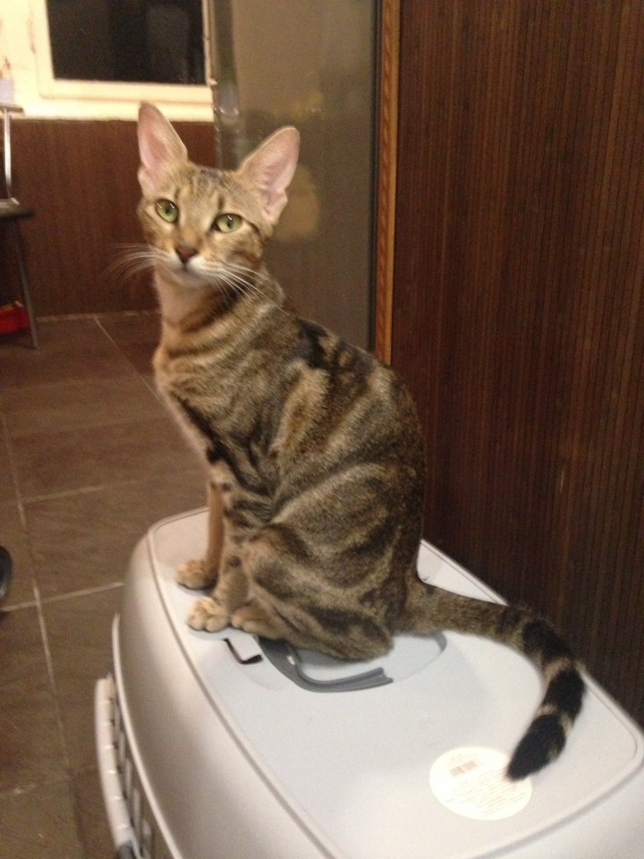 Котята в заботливые руки!