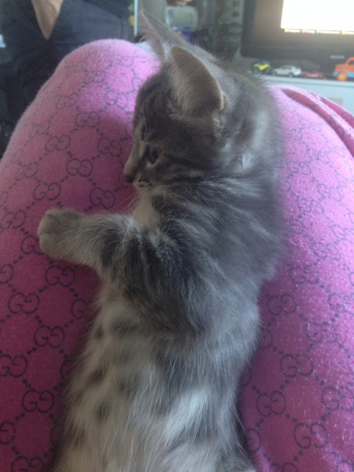 Котята в заботливые руки!