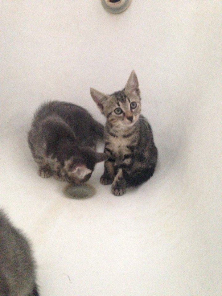 Котята в заботливые руки!