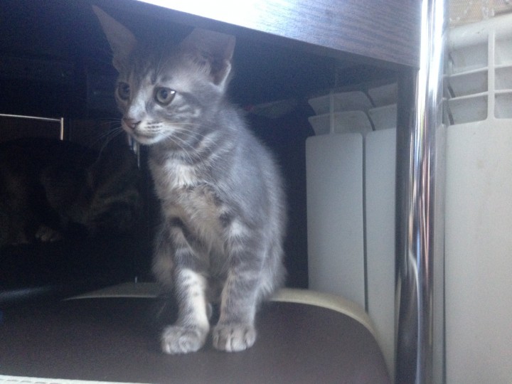 Котята в заботливые руки!