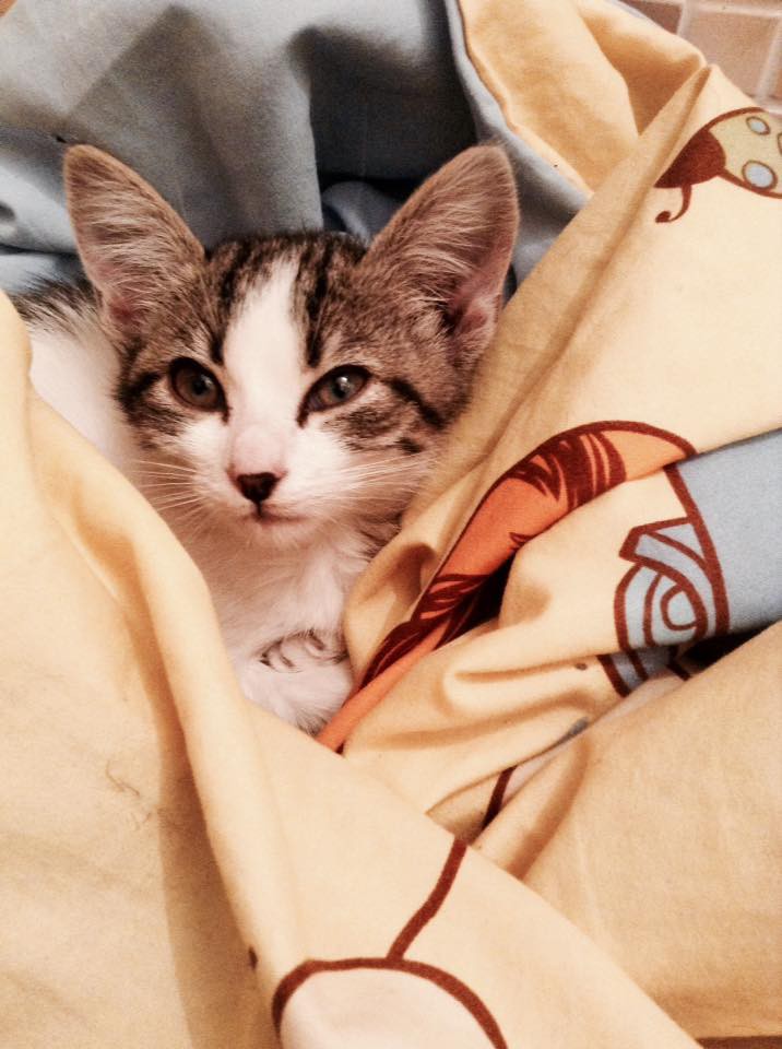 Котёнок ищет добрые руки