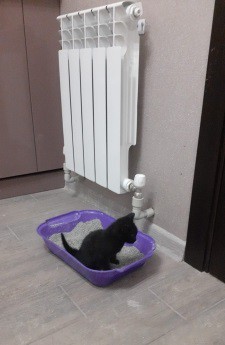 Котята на усыновление
