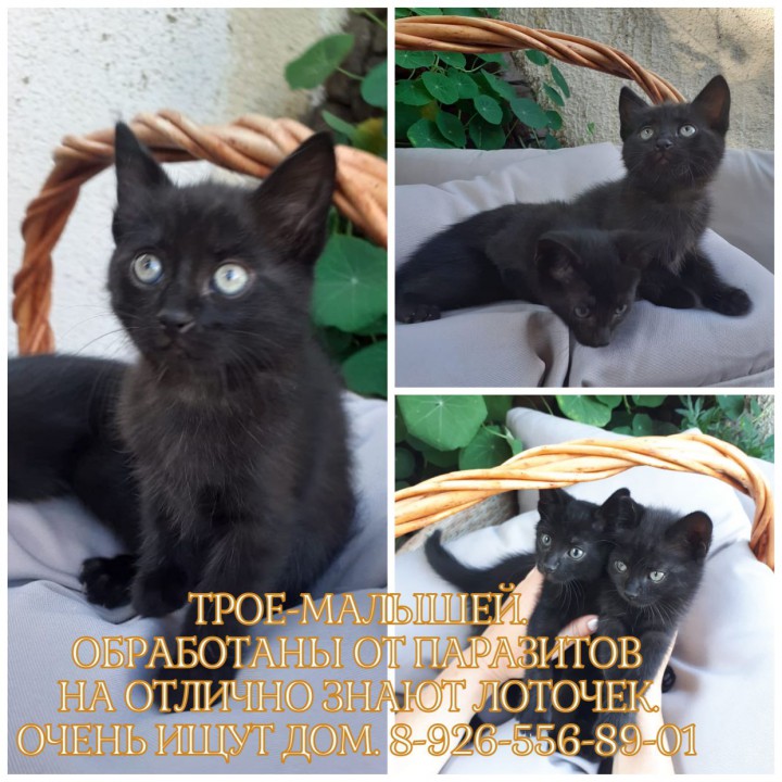 Котята на усыновление