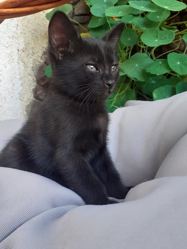 Котята на усыновление