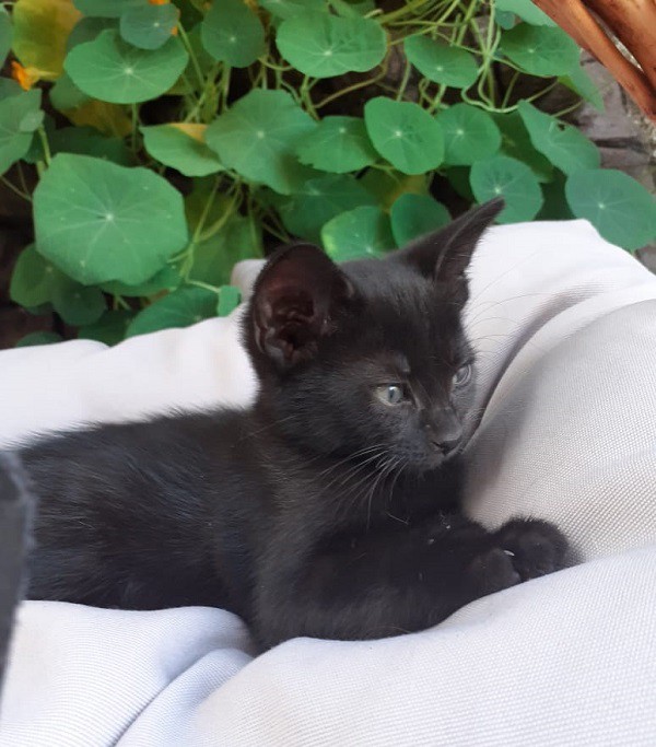 Котята на усыновление