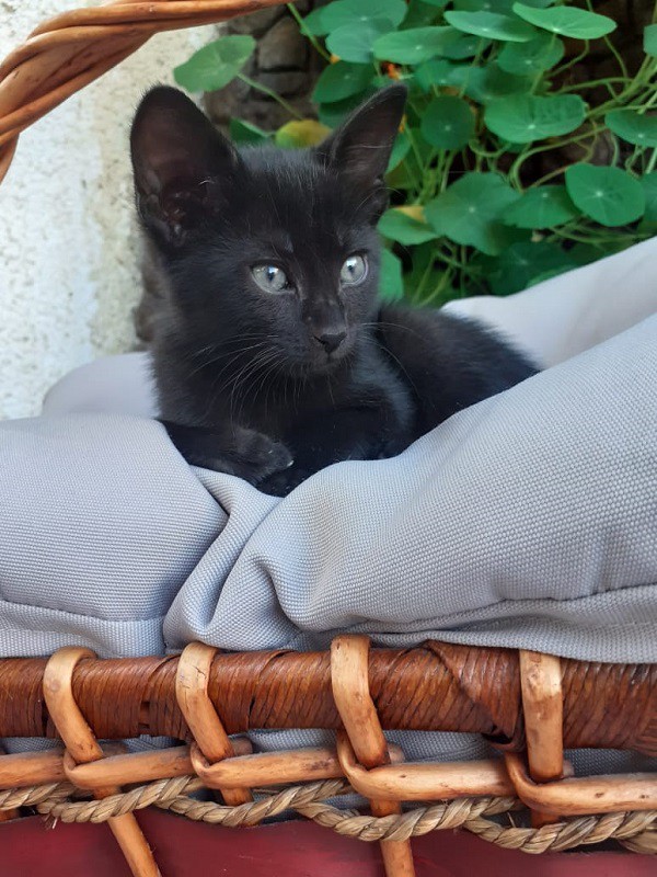 Котята на усыновление