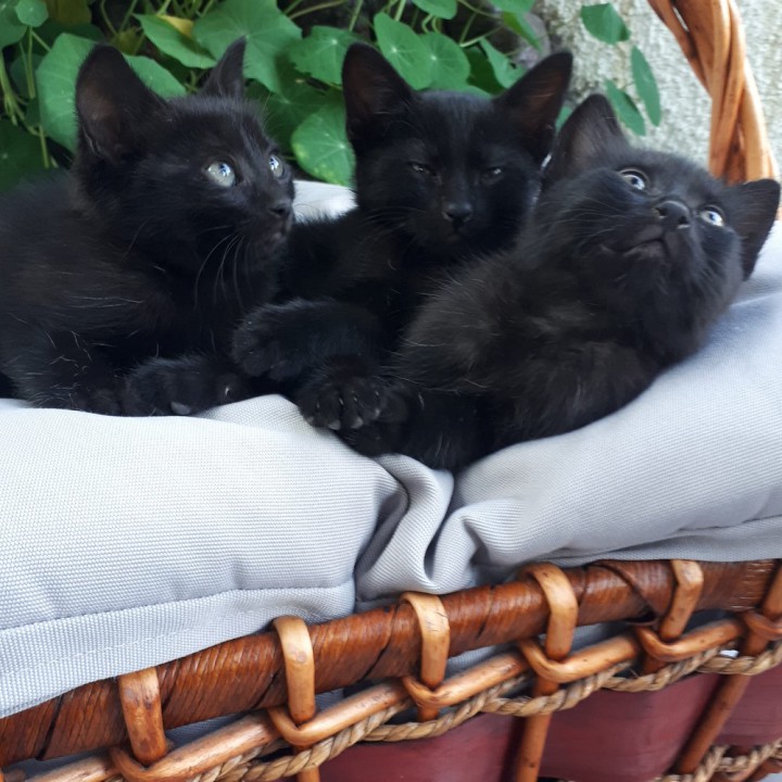 Котята на усыновление