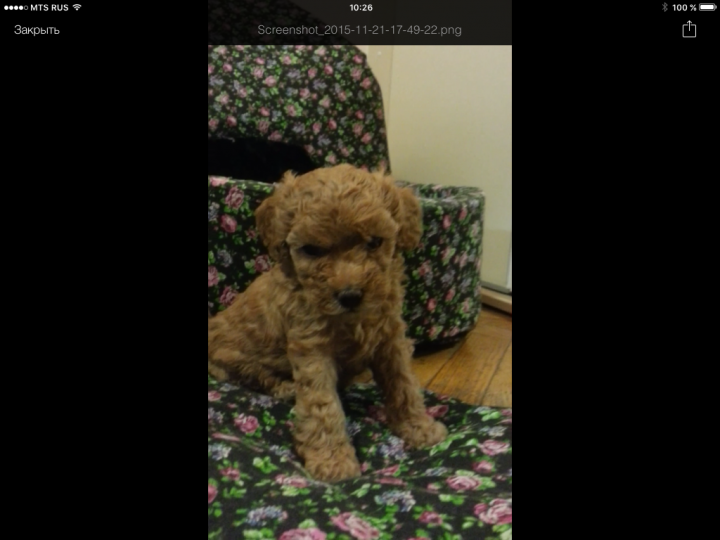 Щенки той пуделя