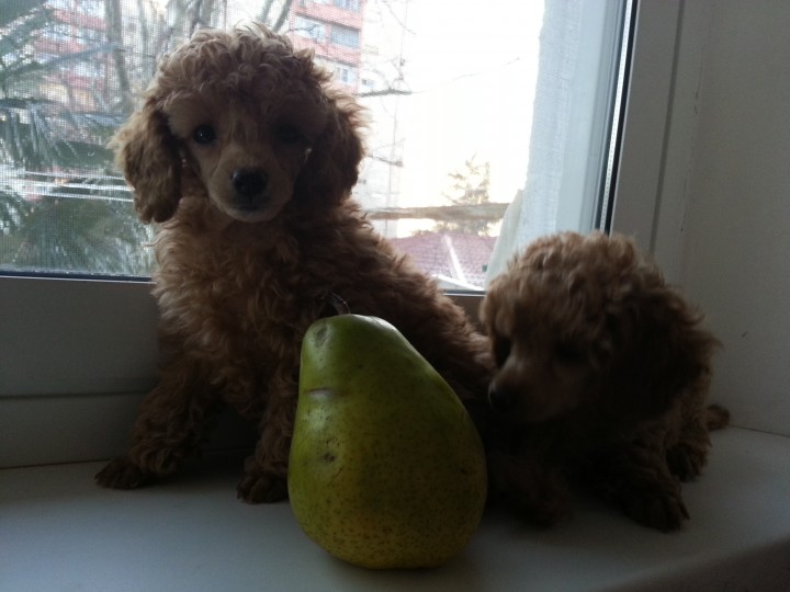 продаю той пуделя