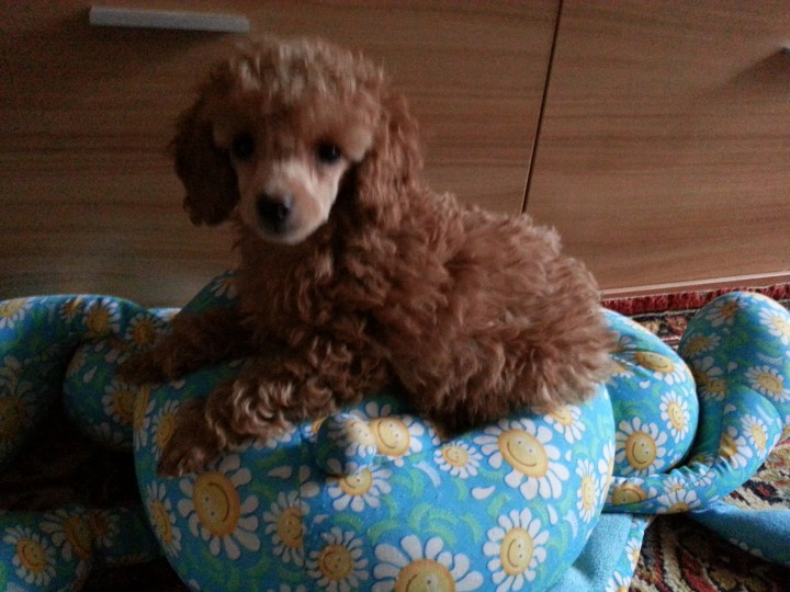 продаю той пуделя