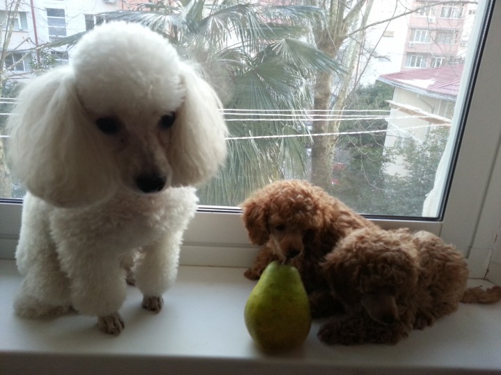 продаю той пуделя