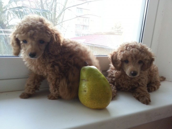 щенки той пуделя