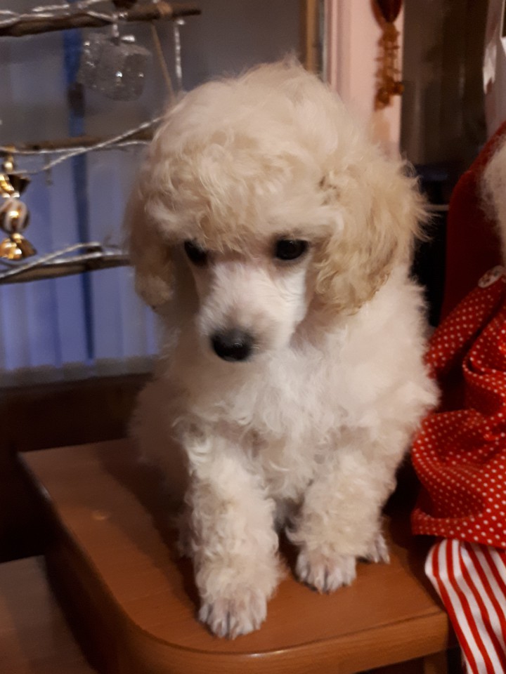 Продам щенков той пудель